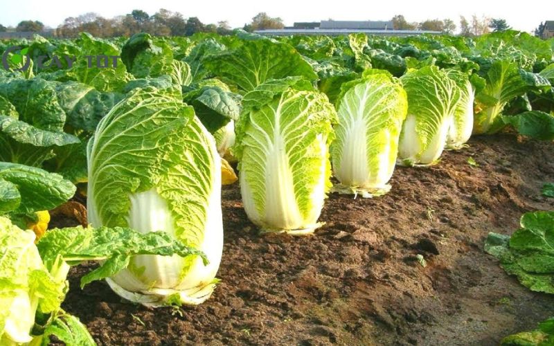 Hạt Giống Cải Thảo Chịu Nhiệt