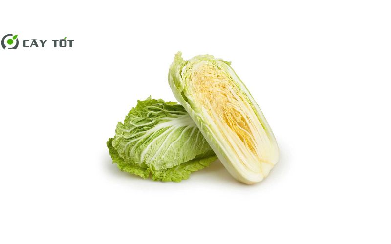 Hạt Giống Cải Thảo Mini