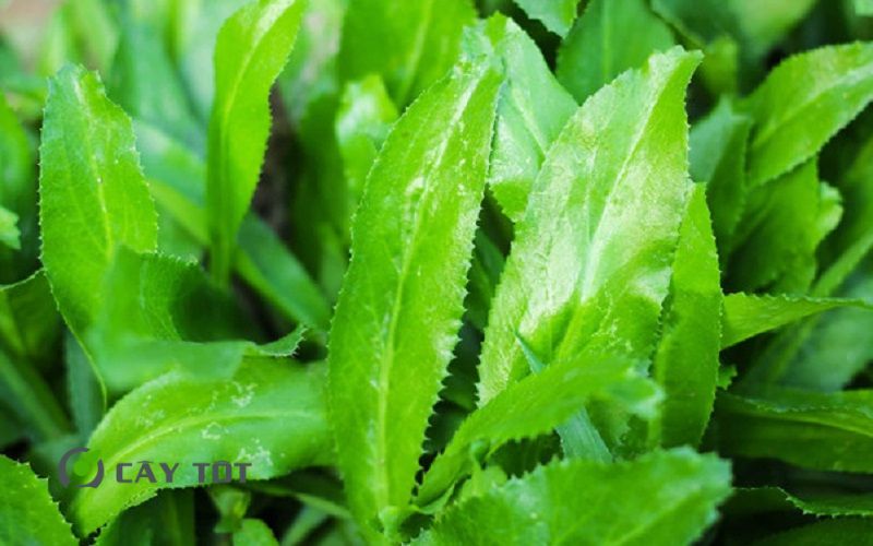 Hạt Giống Rau Mùi Tàu Thái