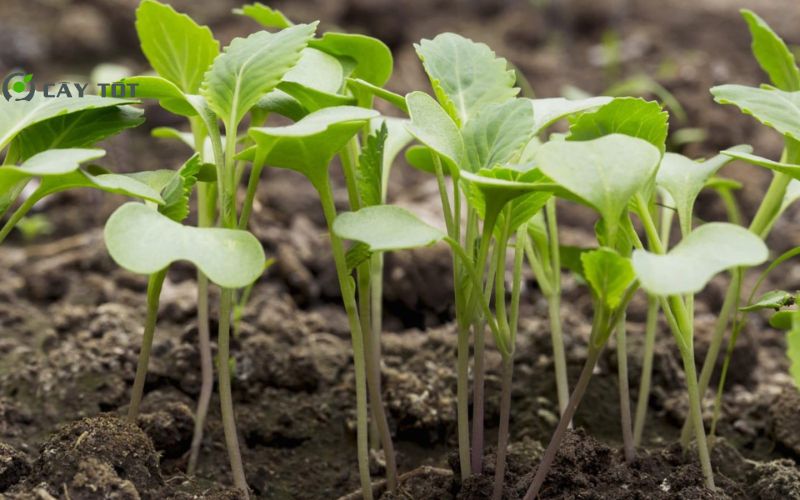 Hạt Giống Cải Thảo Đài Loan