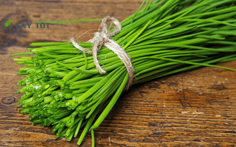 Hạt Giống Hẹ Lá To