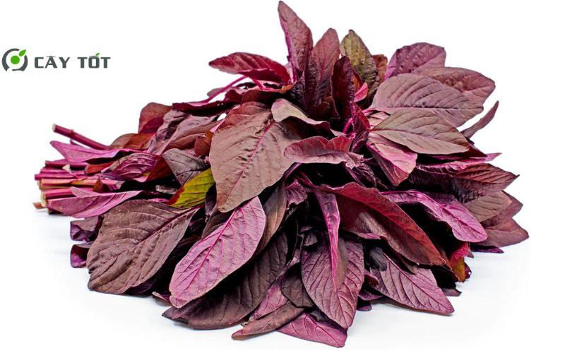 Hạt Giống Rau Dền Ngũ Sắc