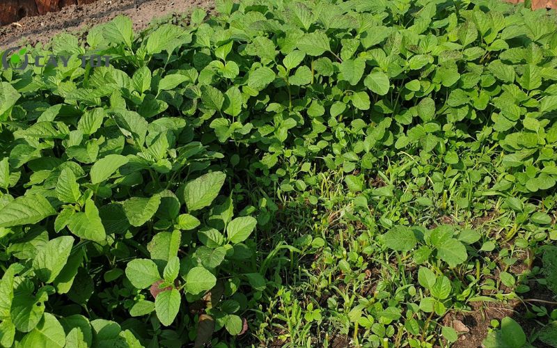 Hạt Giống Rau Dền Cơm