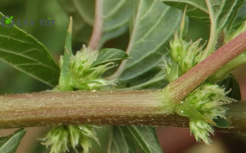 Hạt Giống Rau Dền Gai Cao Sản