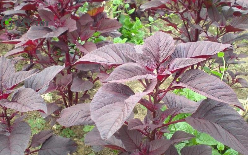 Hạt Giống Rau Dền Đỏ Cao Sản