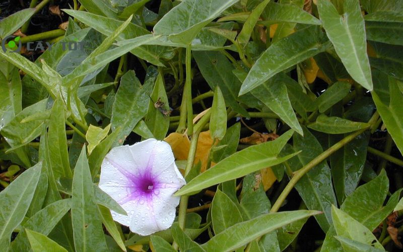 Hạt Giống Rau Muống Chịu Nhiệt