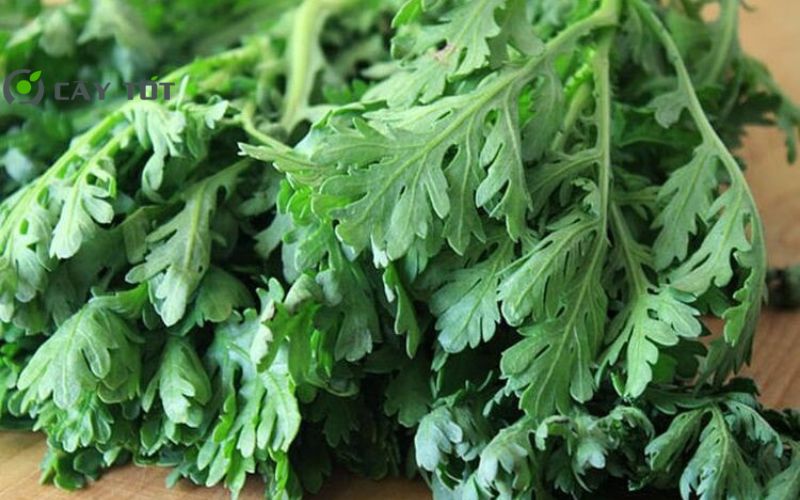 Hạt Giống Cải Cúc Đà Lạt