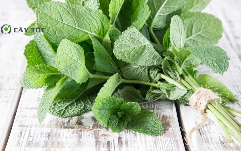 Hạt Giống Rau Húng Bạc Hà