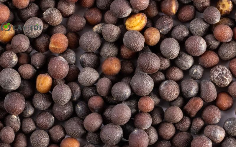 Hạt Giống Cải Cúc Thái