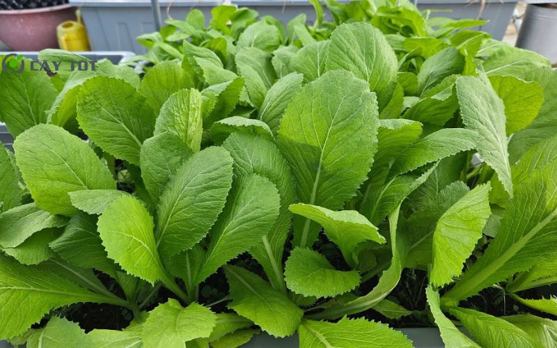 Hạt Giống Cải Xanh Lai