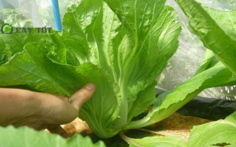 Hạt Giống Rau Cải Bẹ F1