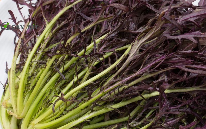 Hạt Giống Rau Cải Ngồng Tím