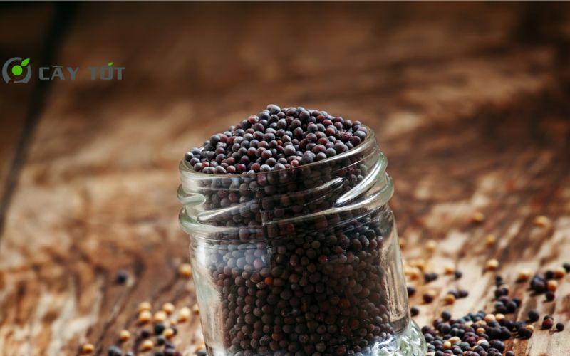 Hạt Giống Cải Bẹ Xanh Mùa Đông