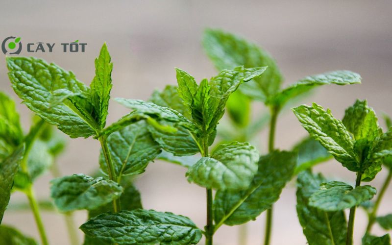 Hạt Giống Rau Bạc Hà Cay