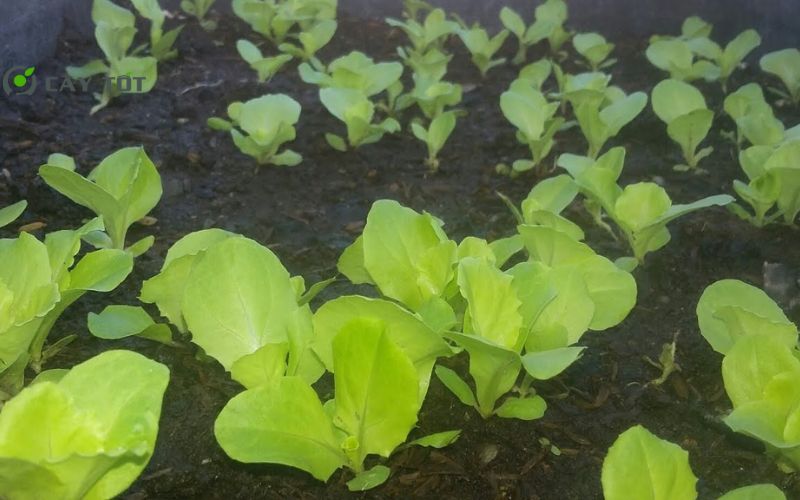 Hạt Giống Cải Bẹ Xanh Mỹ