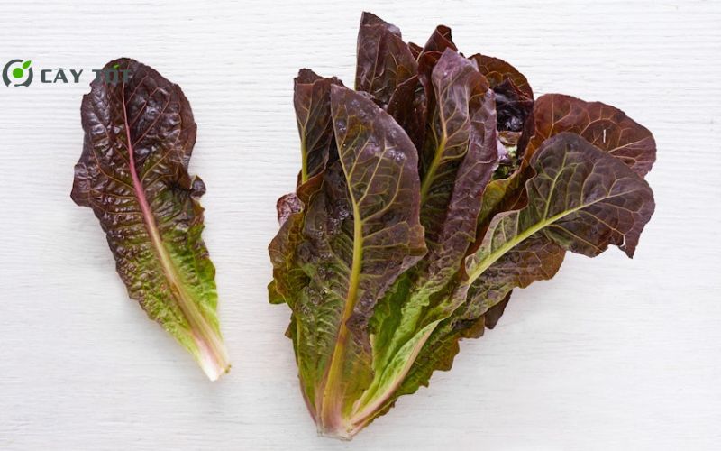 Hạt Giống Xà Lách Roma Đỏ