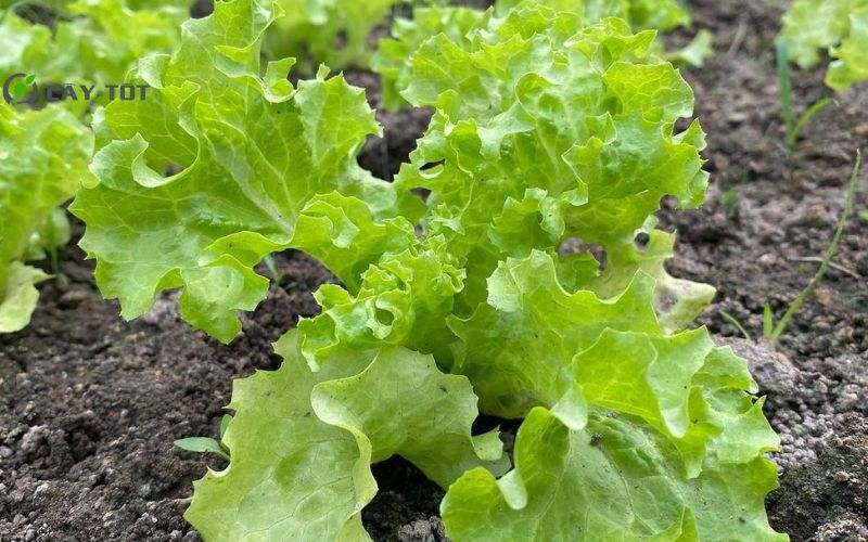 Hạt Giống Xà Lách Mỡ Đà Lạt