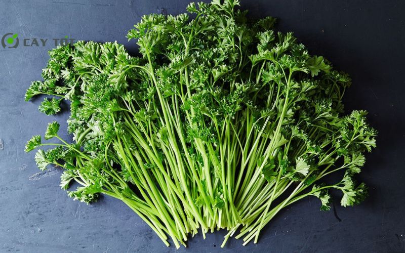 Hạt Giống Rau Mùi Nhật