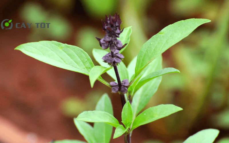 Hạt Giống Rau Húng Cây Tím