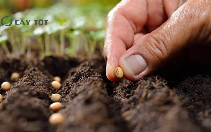 Hạt Giống Rau Ngót Tím