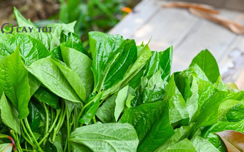 Hạt Giống Rau Thơm Tổng Hợp F1