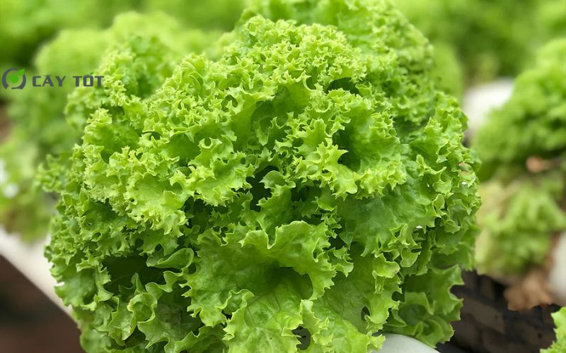 Hạt Giống Xà Lách Xanh Xoăn