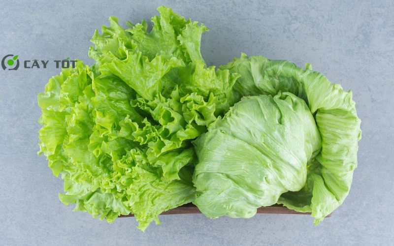 Hạt Giống Xà Lách Cuộn