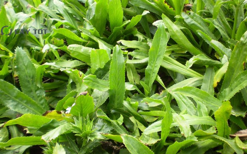 Hạt Giống Mùi Tàu Cao Sản