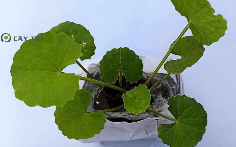 Hạt Giống Rau Má Nhỏ