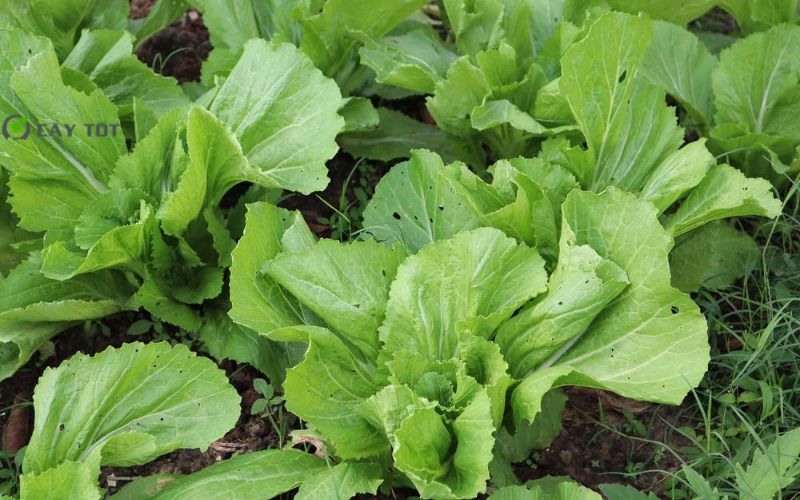Hạt Giống Cải Bẹ Xanh Hàn Quốc