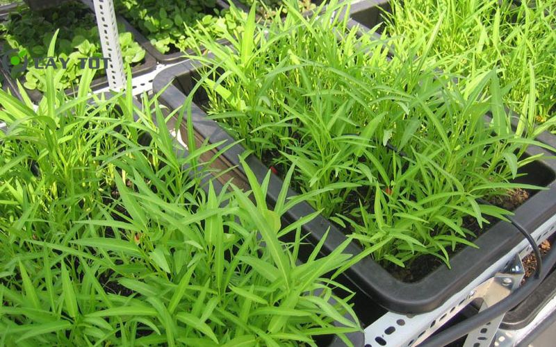 Hạt Giống Rau Muống Mỡ