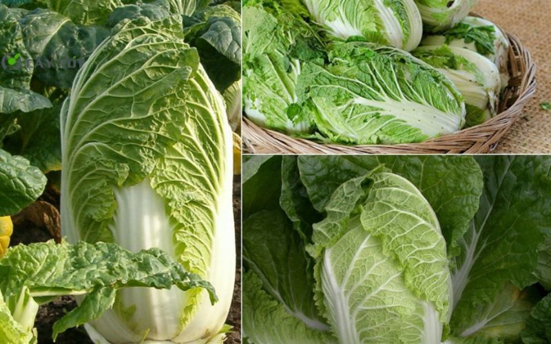 Hạt Giống Cải Thảo Nhật