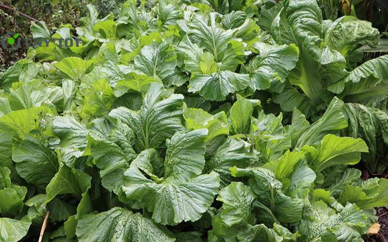 Hạt Giống Cải Bẹ Cao Sản