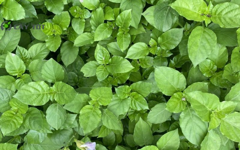 Hạt Giống Rau Ngót F1