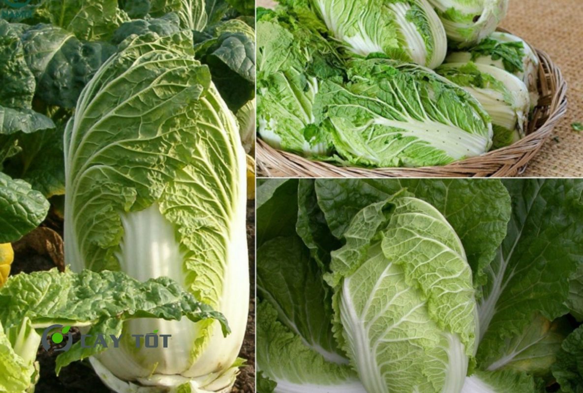 Hạt Giống Cải Thảo Nhật