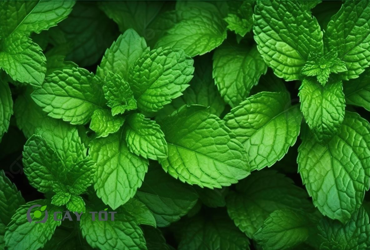 Hạt Giống Rau Bạc Hà Cay