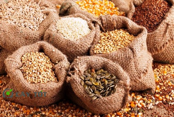 Hạt Giống Rau Cải Bẹ Dưa Cải Tiến