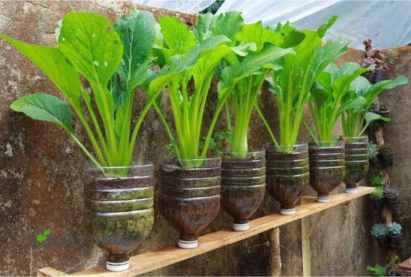 Hạt Giống Cải Bẹ Cao Sản