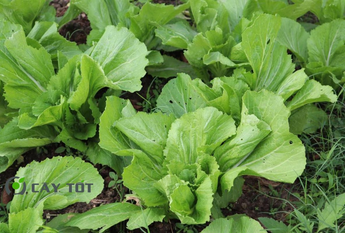 Hạt Giống Cải Bẹ Dưa