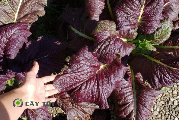 Hạt Giống Cải Bẹ Dưa Tím