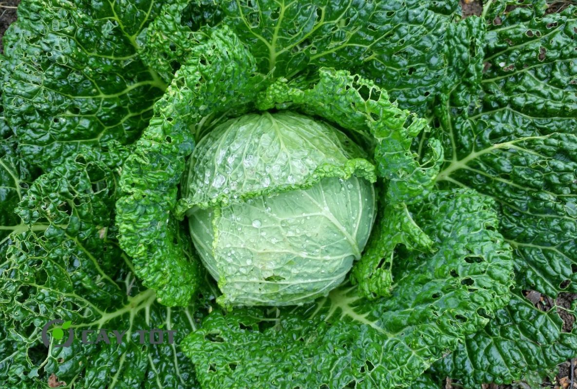 Hạt Giống Cải Bẹ Dún Cao Sản