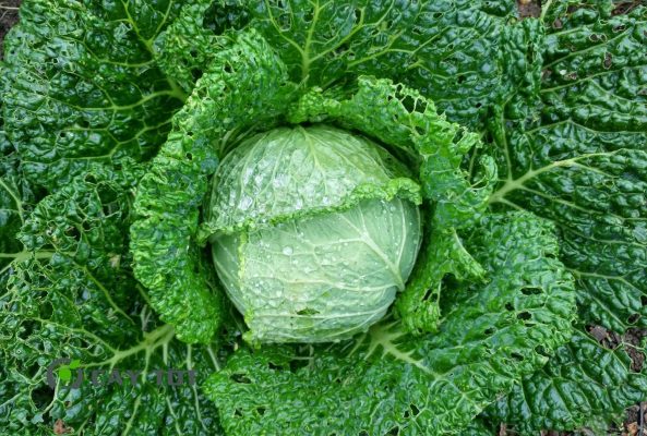 Hạt Giống Cải Bẹ Dún Cao Sản