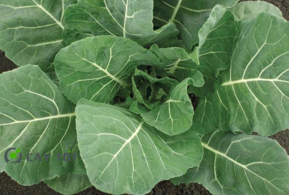 Hạt Giống Rau Cải Bẹ F1