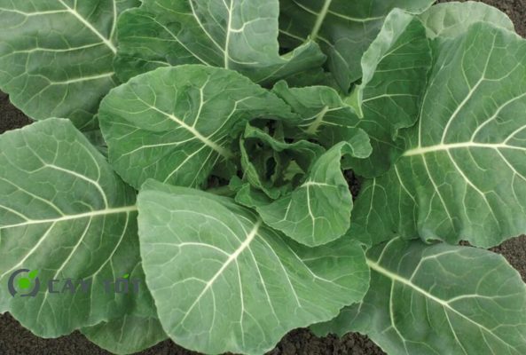 Hạt Giống Rau Cải Bẹ F1