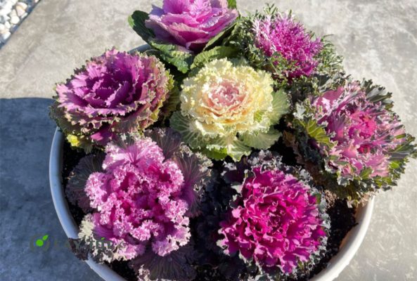 Hạt Giống Cải Bẹ Hoa Hồng