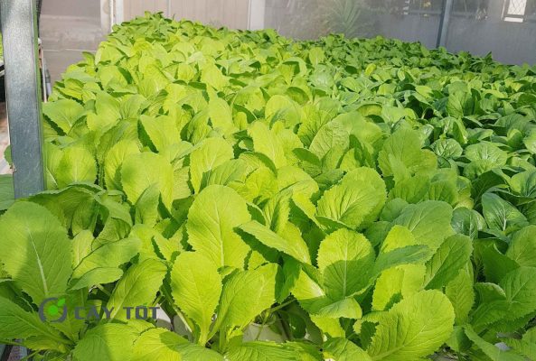 Hạt Giống Cải Bẹ Lá To