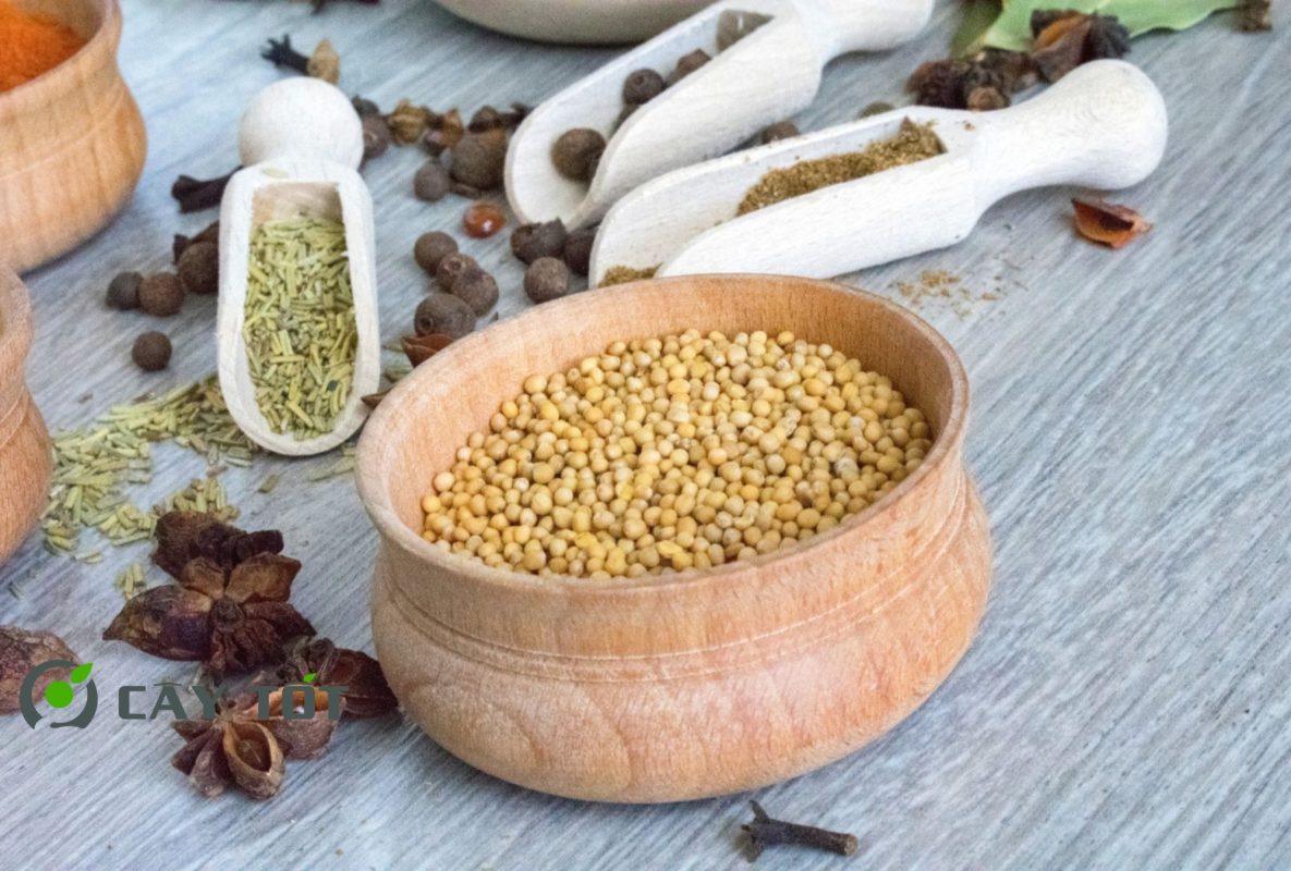 Hạt Giống Cải Xanh Mùa Mưa