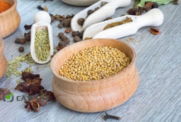 Hạt Giống Cải Xanh Mùa Mưa