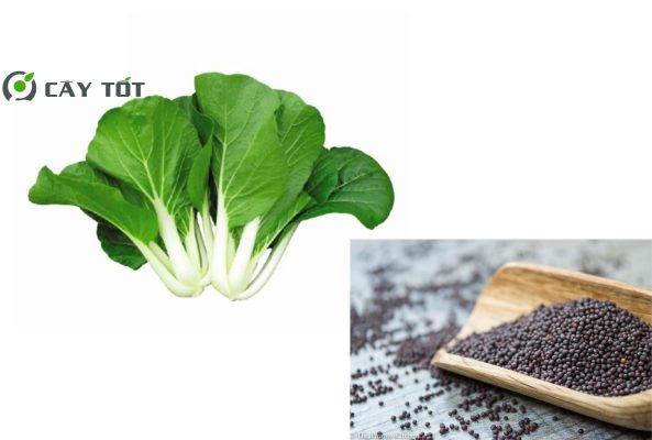 Hạt Giống Cải Bẹ Trắng Nhật