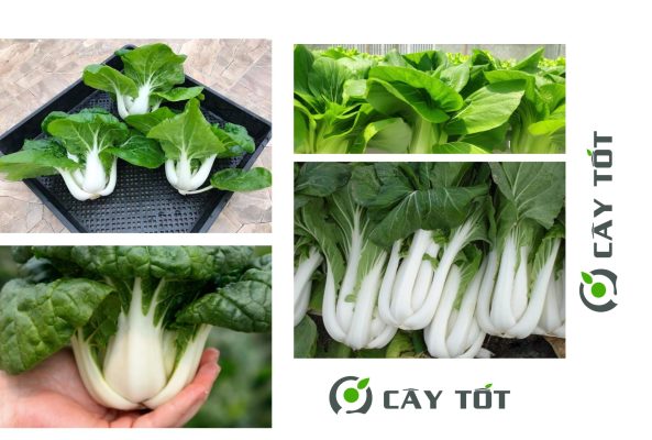 Hạt Giống Cải Bẹ Trắng F1